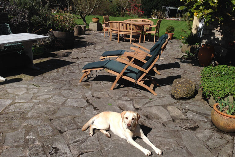 dog friendly b&b large garden with resident lab wells UK